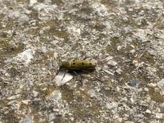 Chlorophorus glabromaculatus