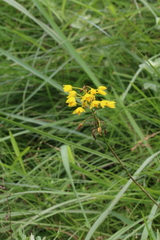 Eulophia odontoglossa