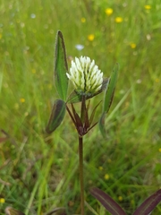 Trifolium squarrosum