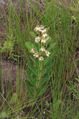 Pachycarpus asperifolius