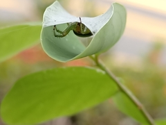 Bijoaraneus mitificus
