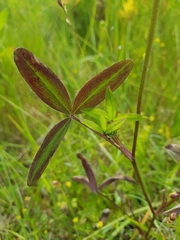 Trifolium squarrosum