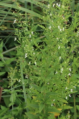 Teucrium kraussii