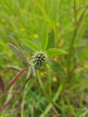 Trifolium squarrosum