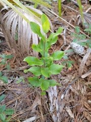 Asclepias curtissii
