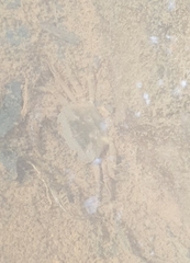 Parathelphusa maculata