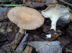 Clitocybe gibba image
