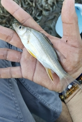 Centropomus robalito