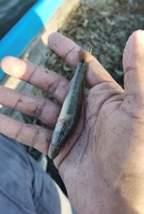 Gobiomorus maculatus