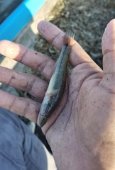 Gobiomorus maculatus