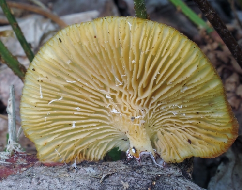 Neofavolus suavissimus image