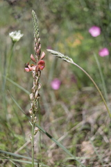 Onobrychis arenaria