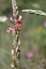 Onobrychis arenaria