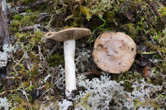 Hebeloma lacteocoffeatum