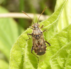 Liorhyssus