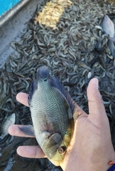 Amphilophus trimaculatus