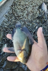 Amphilophus trimaculatus