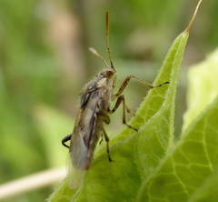 Liorhyssus