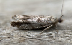 Pseudexentera spoliana