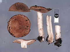 Hebeloma lacteocoffeatum