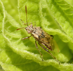 Liorhyssus