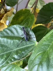 Chalybion zimmermanni