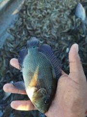 Amphilophus trimaculatus