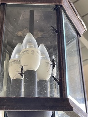 Chalybion zimmermanni