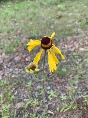 Helenium campestre