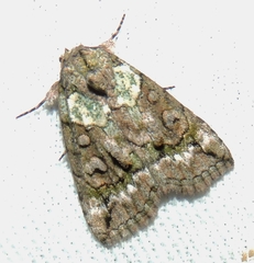 Calathusa glaucopasta
