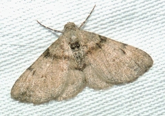 Syneora adelphodes