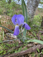 Iris