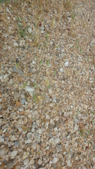 Holosteum umbellatum