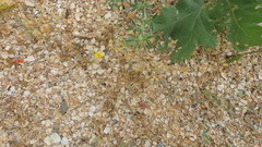 Holosteum umbellatum