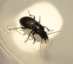 Pterostichus niger