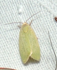 Earias smaragdina