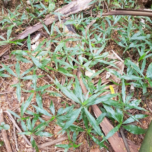 Coleotrype natalensis (Coleotrype natalensis)