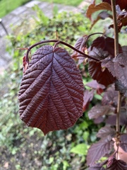 Corylus maxima