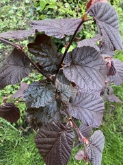 Corylus maxima