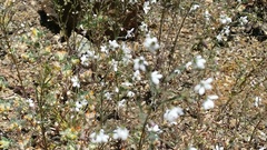 Hesperolinon spergulinum