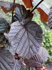 Corylus maxima