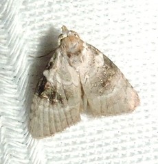 Acatapaustus metallopa