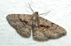 Boarmia suasaria