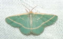 Mixocera latilineata