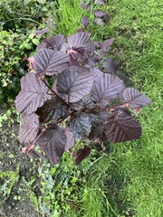 Corylus maxima