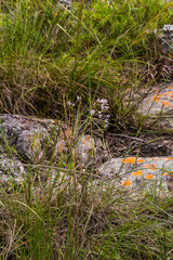 Brachystelma rubellum