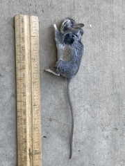 Peromyscus fraterculus