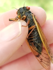 Magicicada septendecula