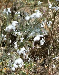 Hesperolinon spergulinum