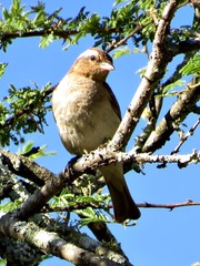 Gymnoris superciliaris